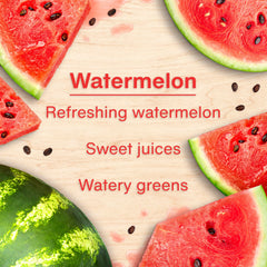LITTLE TREES watermelon box open revealing 24 individually wrapped hanging trees